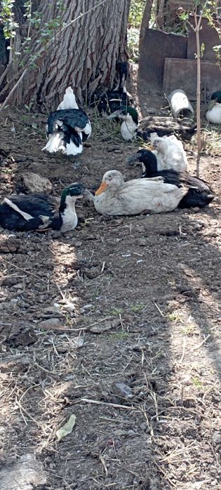 Продаютя утки кряквы