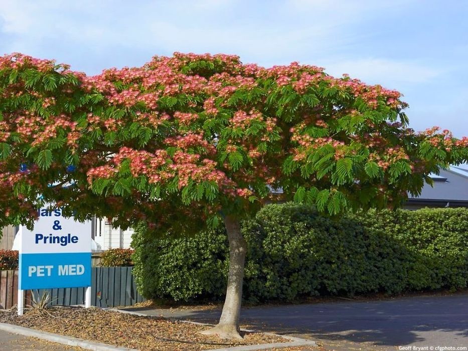 Фиданки от Албиция