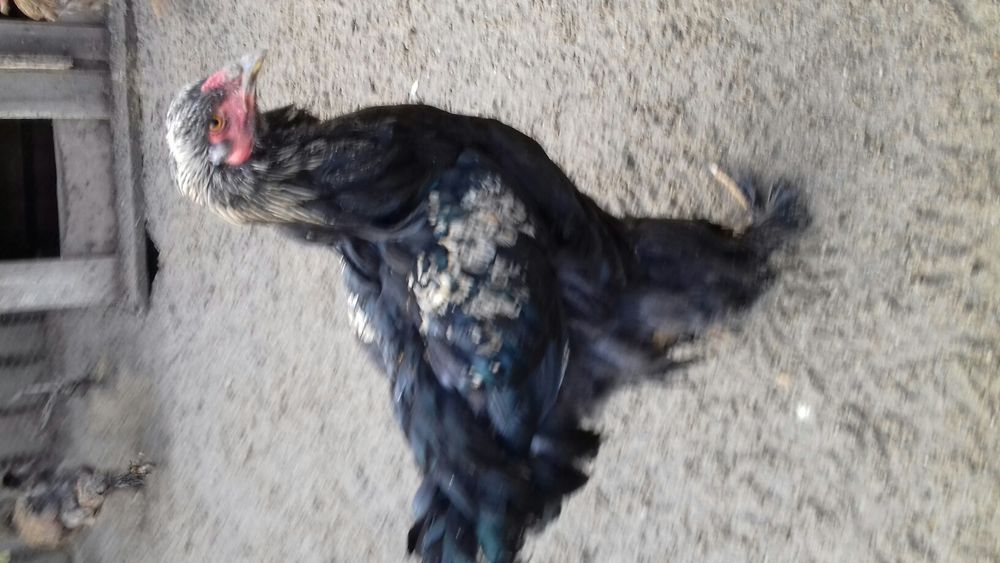 Cocos Brahma negru urias