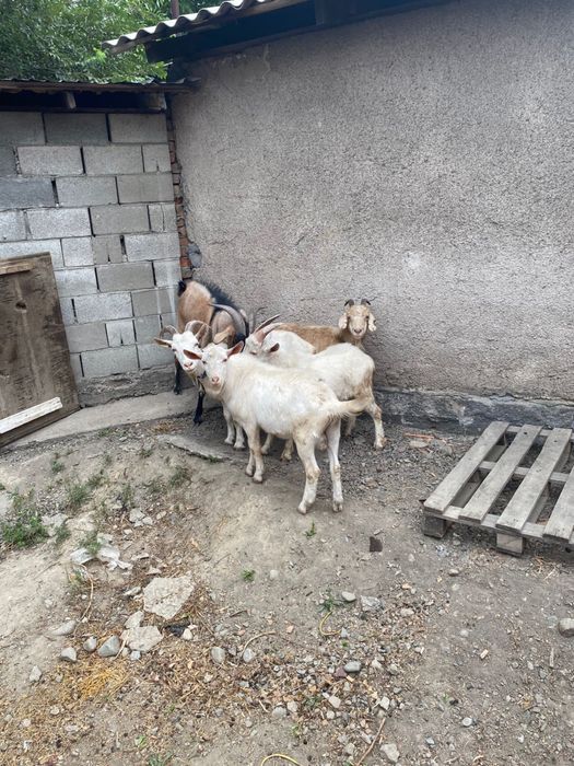 Ешкі, лақтар. Коза, козлята