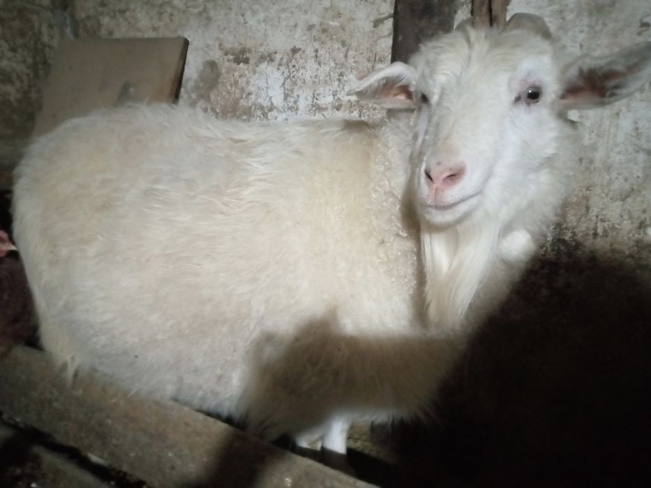 Продаю  козочек.