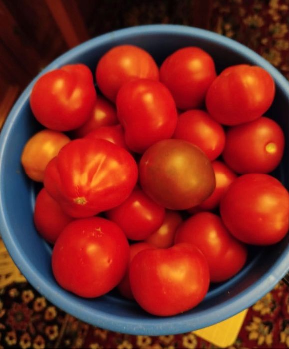 Продам домашние помидоры и огурцы