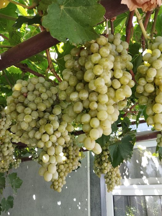 Продам виноград ! Очень вкусный