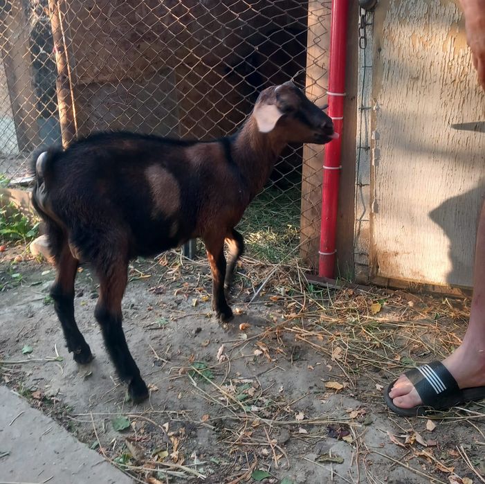 Iezi Alpină Franceză și Metiși
