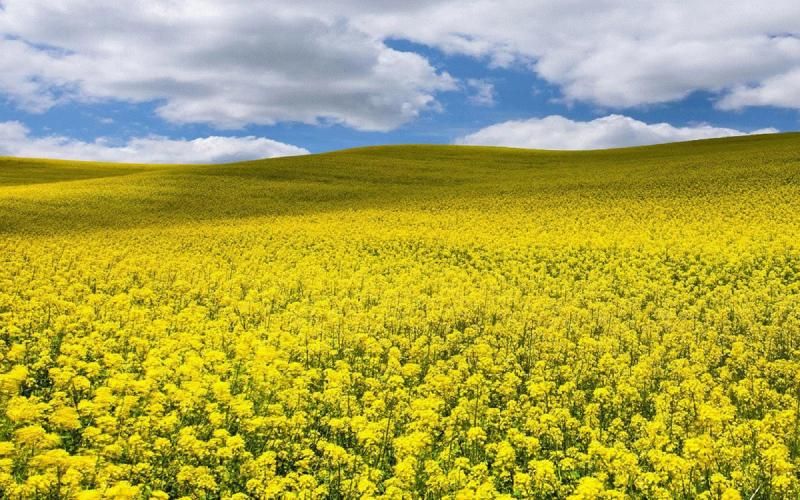 vind miere din surse bio calitate superioara