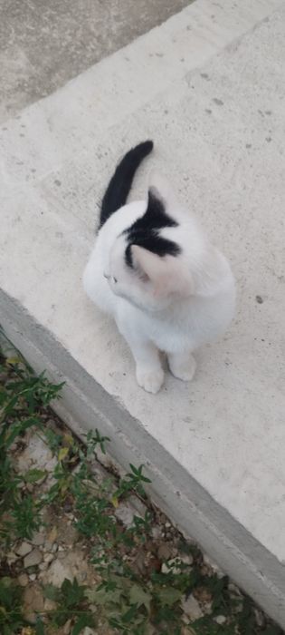 Donez o pisicuță drăgălașă