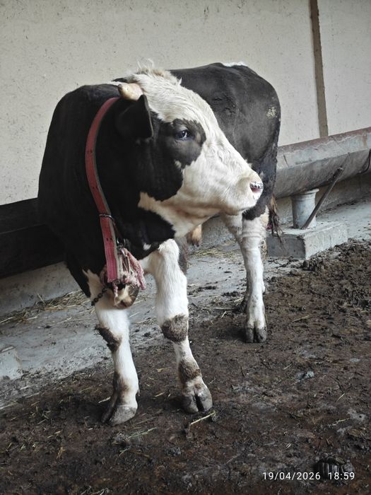 Gibrid xoʻkiz sotiladi