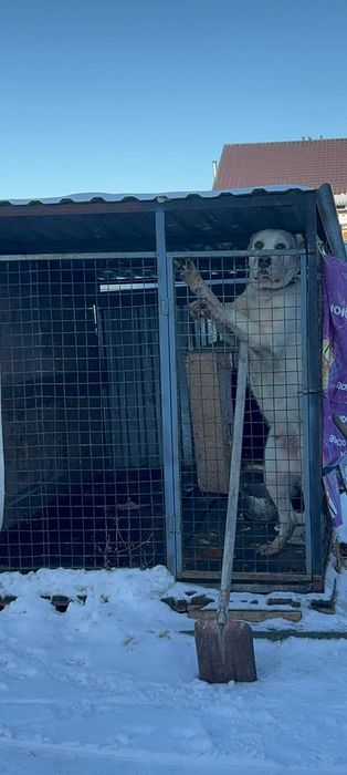 Алабай продам продам