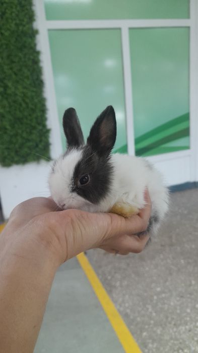 Кролики карликовые декоративные