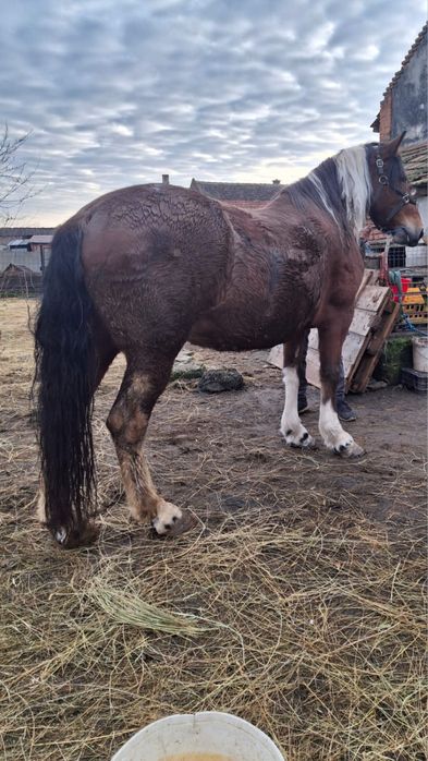 Vand sau schimb iapa