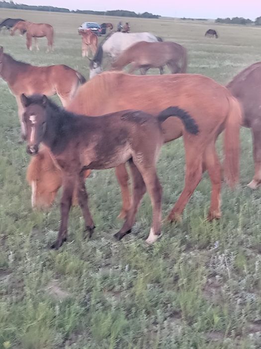 Лошади с документами