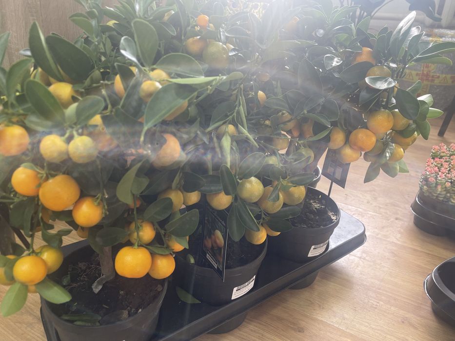 мандариновое дерево