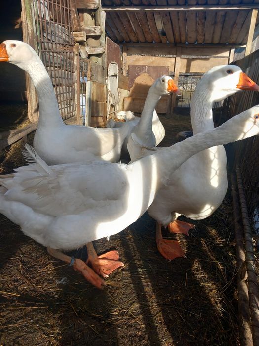 Gâște endem și africane de vânzare