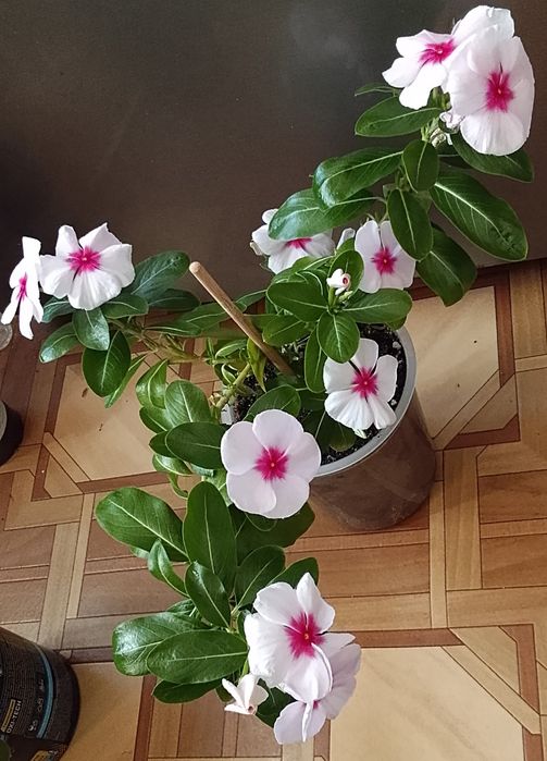 Катарантус, Колеус и стапелию продаю.