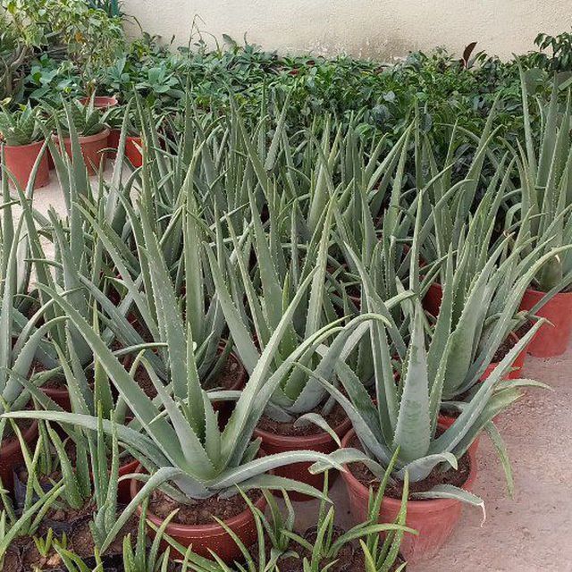 Aloe vera razmarin, lavanda ko' chatlari sotiladi