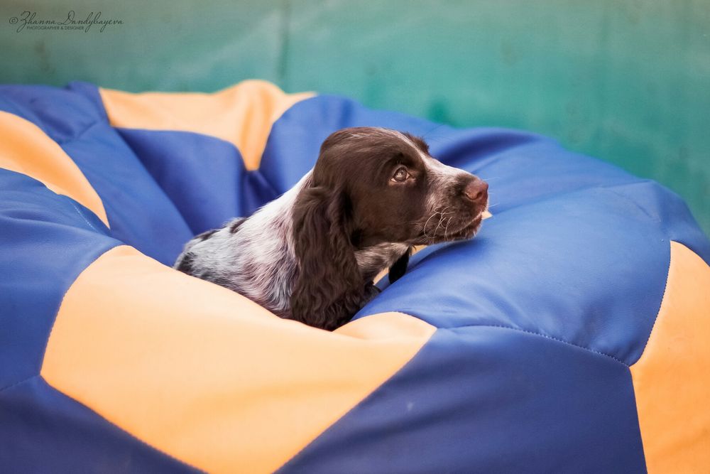 Русский Спаниель из питомника "ChokkoRos"