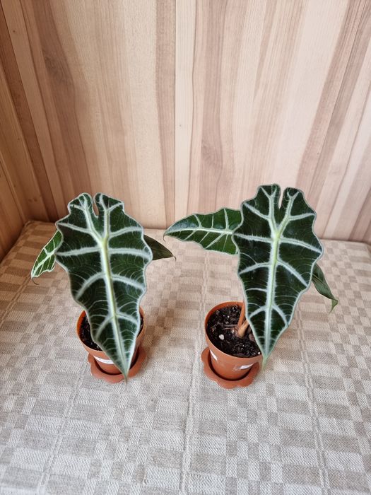 Продам алоказии Полли