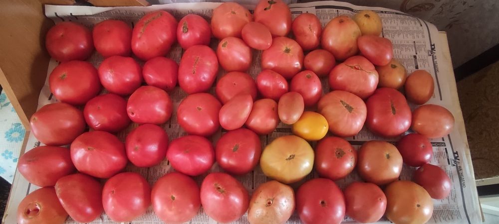 Продам помидоры домашние