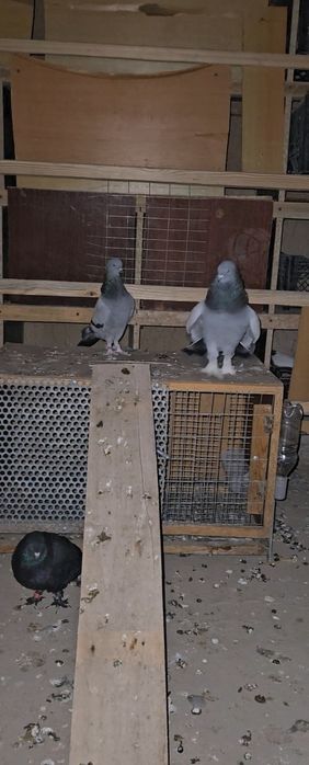 Голуби такла бозы