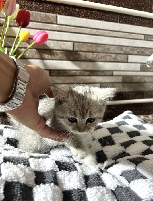 Scottish Fold va Scottish Straight