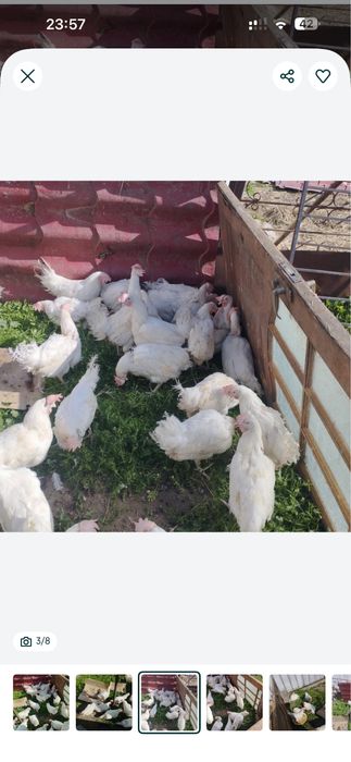 Продам курицы несушки