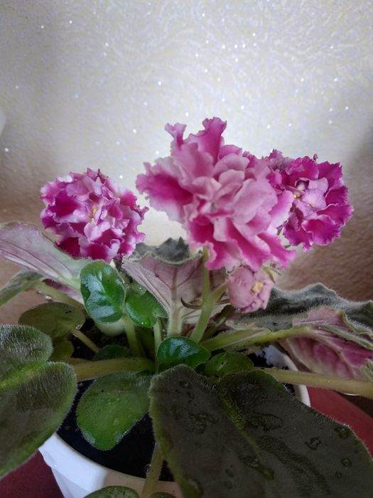 Живые цветы фиалки