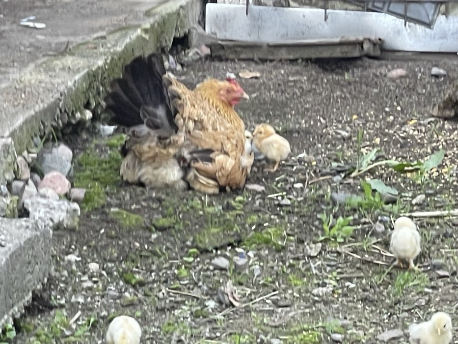 Цыплята с курицей