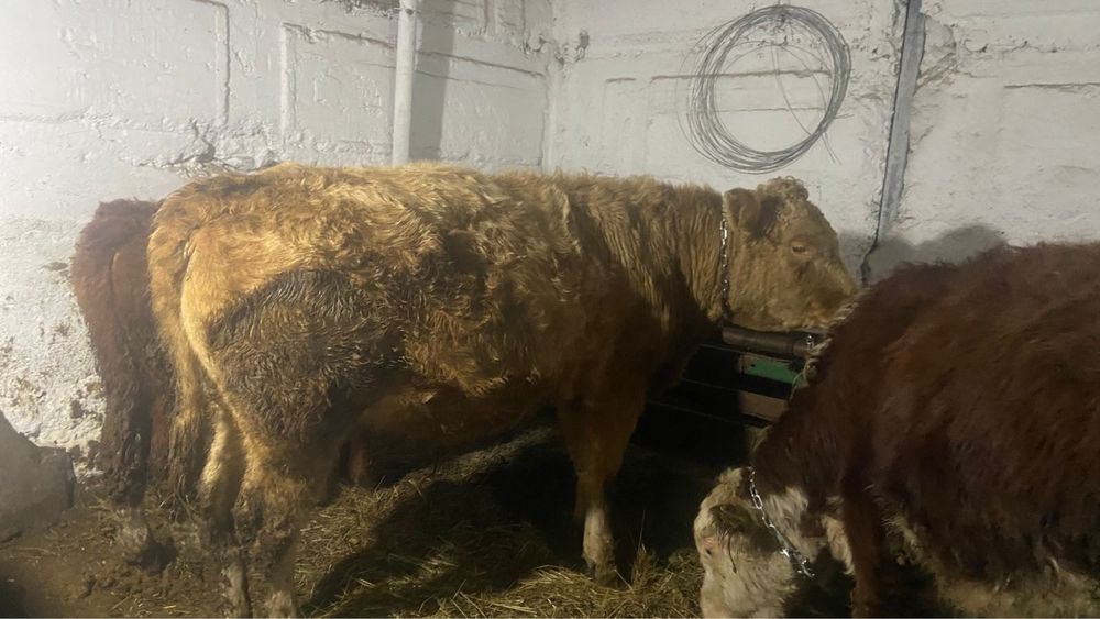 Аулиекол бука сатылады