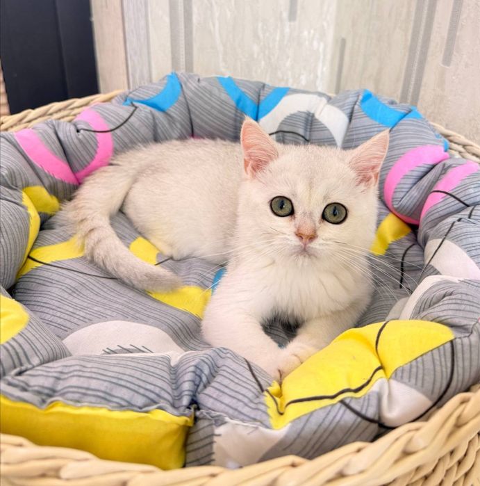 На продаже котята