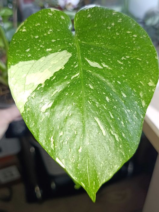 Цветы Фергана,Монстера Тайское созвездие