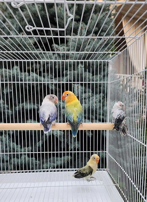 Nerazluchka Opaline Попугай