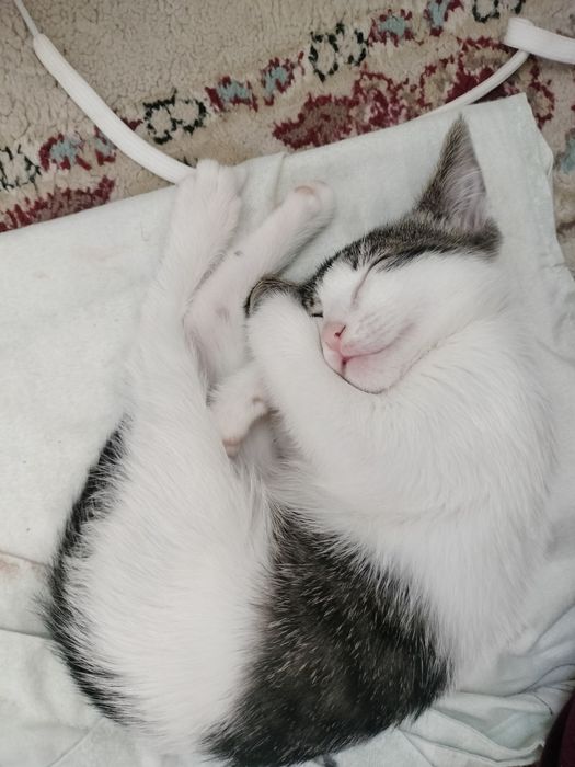 Отдам котенку(девочку) в добрые руки