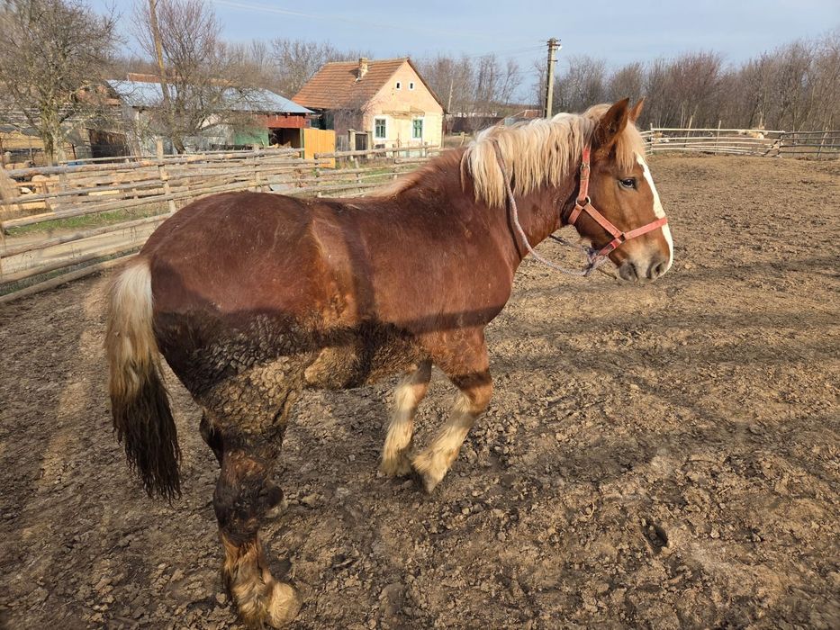 Vând manji tineri de 8 luni