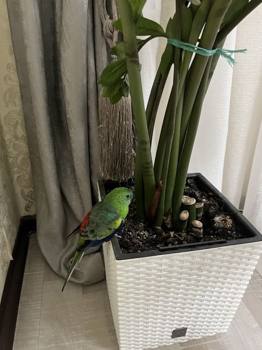 Продам попугаев!