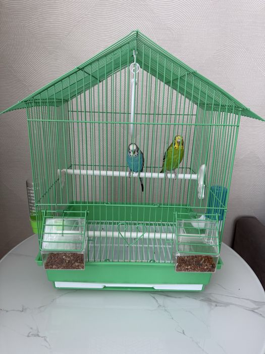 Продам попугай 2 шт