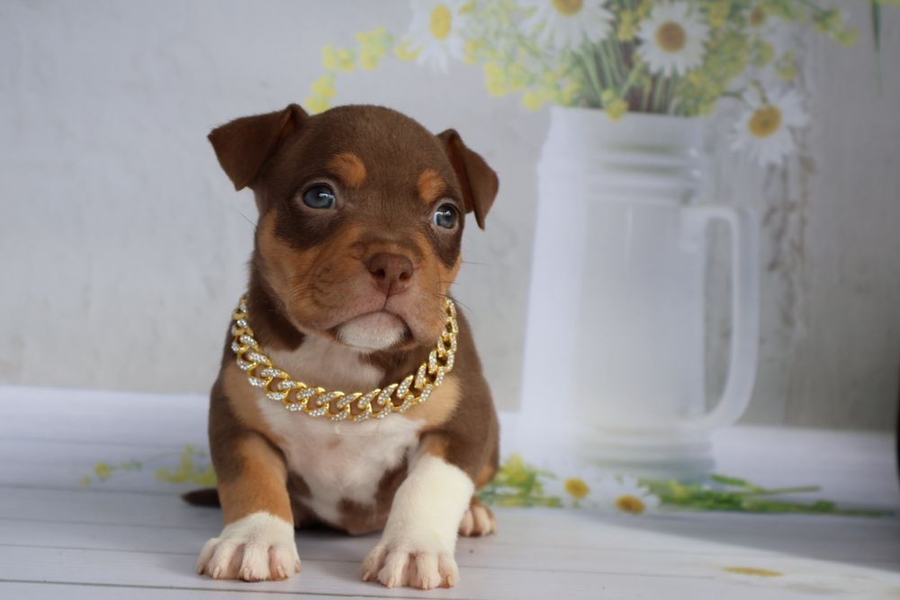 Щенки американской булли