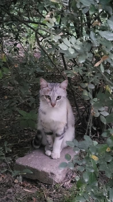 Подарим очаровательную  кошечку