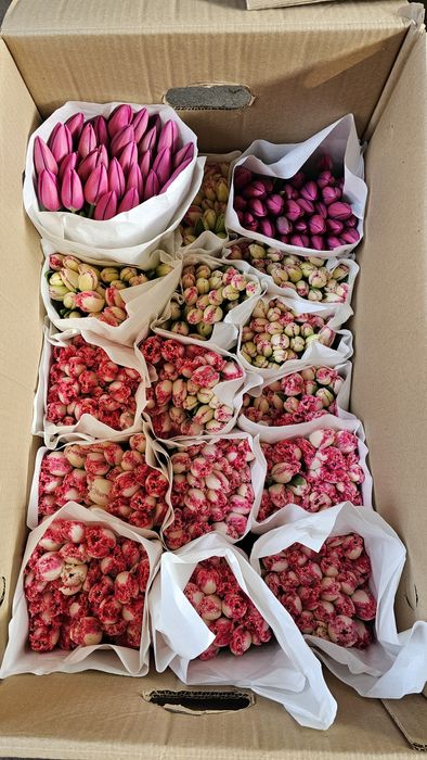 Голландские Тюльпаны к Наурызу!