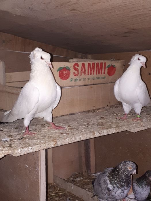 Продаю голубей.Разные.