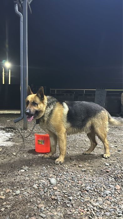 Ищем подругу для вязки.