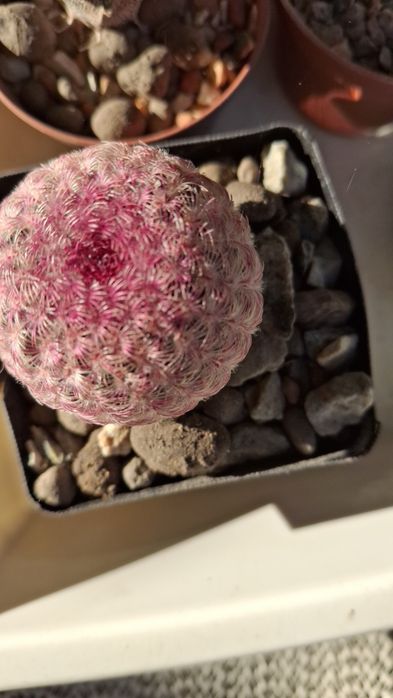 Echinopsis-cactusul curcubeu