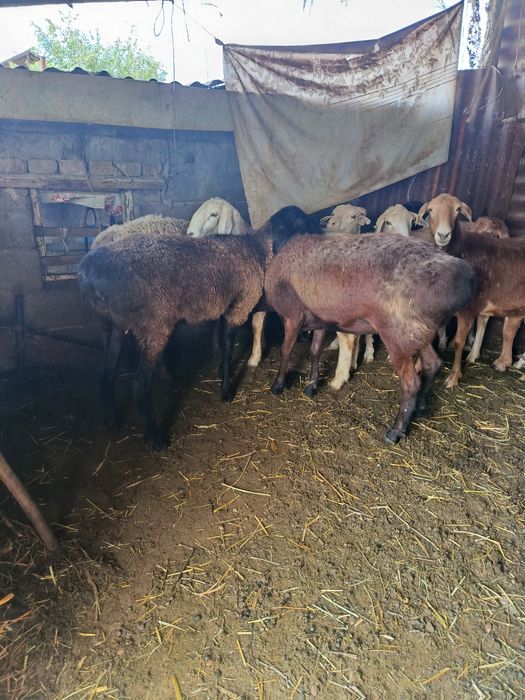 В продажи Жирные Барашки.