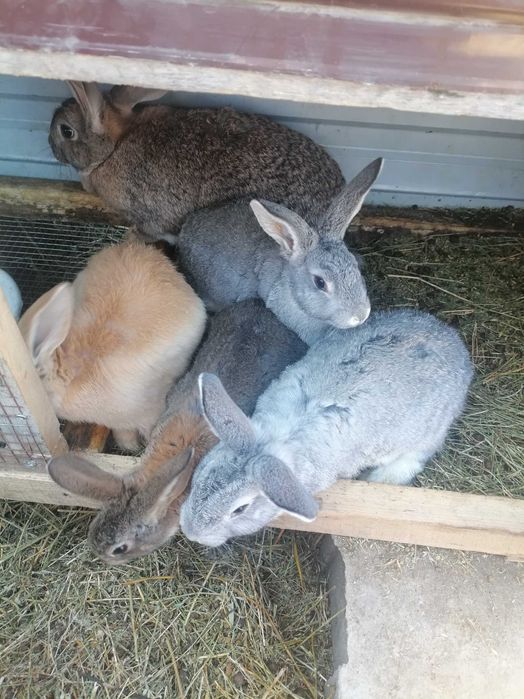 Продам кроликов.