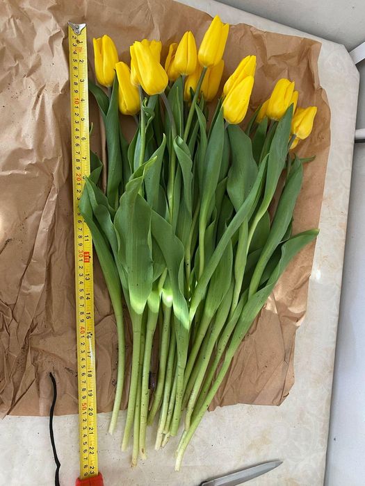 Тюльпаны в розницу доставка самовывоз