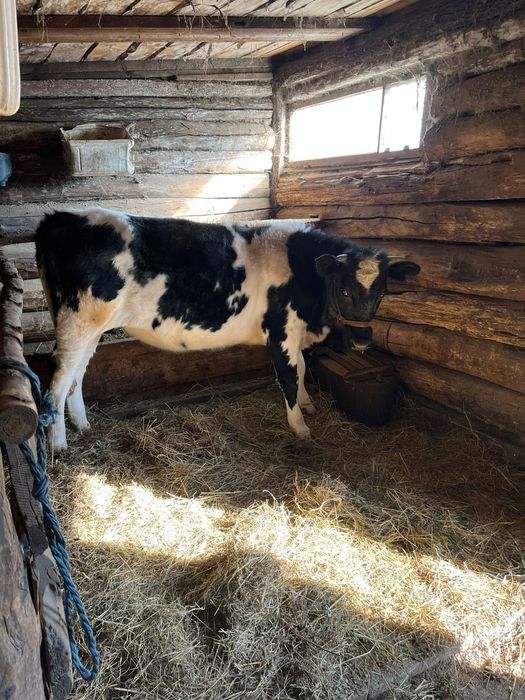 Продам телочку, телочку