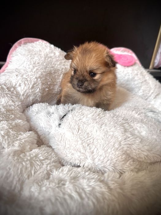 Pui Pomeranian - Rezervare