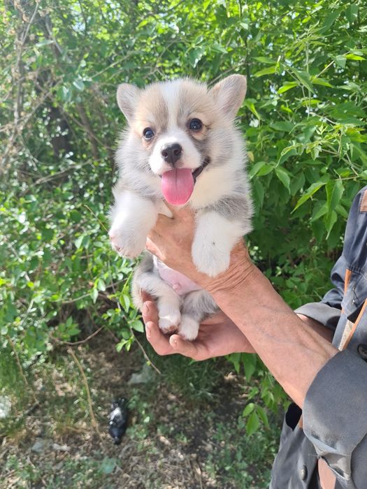 Продам щенков вельш корги пемброк .