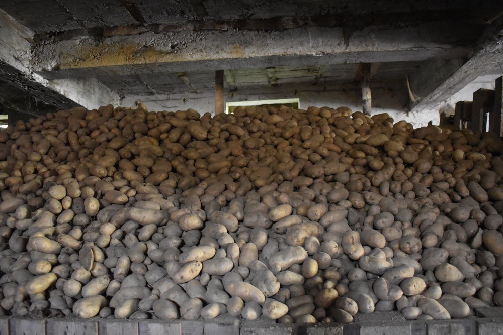 Cartofi albi de consum