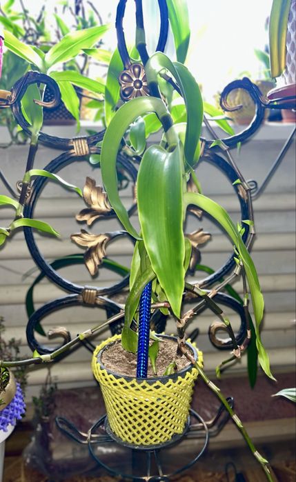 Золотой ус, лечебное домашнее растение