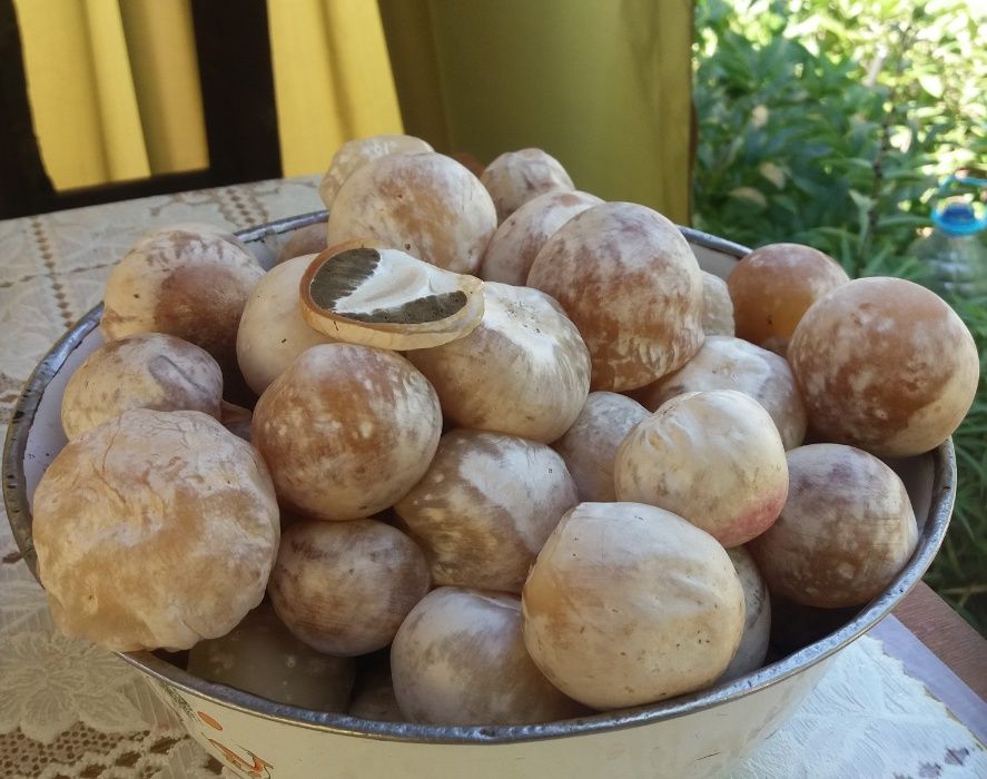 Целебный гриб веселка.